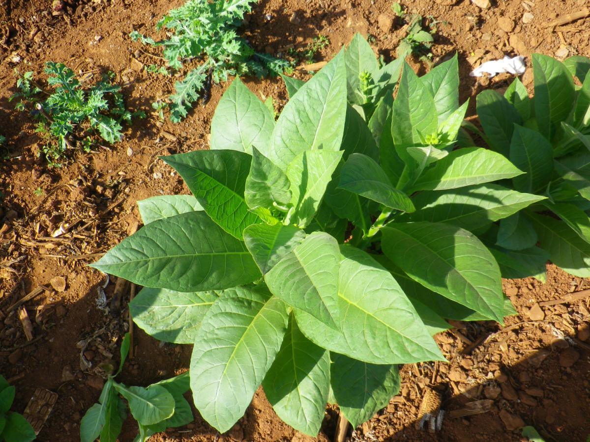 Tobacco Farm08.jpg